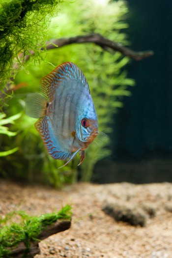 Výsledky AKVARISTAfoto 2011 – akvarijní ryba